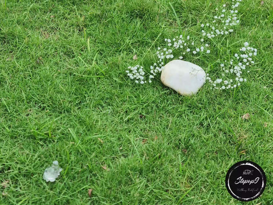 Tortoise - Clear Quartz Crystal